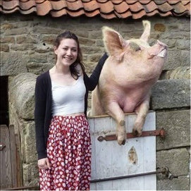 National Pig Day!